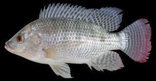 Oreochromis niloticus