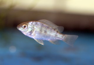 Oreochromis niloticus