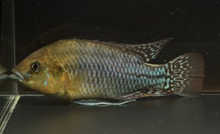 Pseudocrenilabrus nicholsi