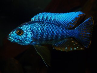 Sciaenochromis ahli