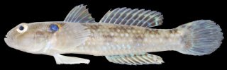 Acentrogobius caninus