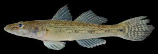 Glossogobius aureus