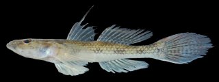 Glossogobius giuris