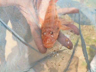 Glossogobius giuris