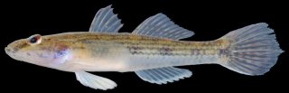 Glossogobius giuris