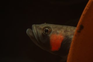 Betta macrostoma