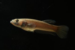 Betta macrostoma