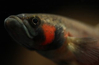 Betta macrostoma