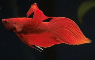 Betta splendens