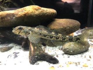 Etheostoma blennioides