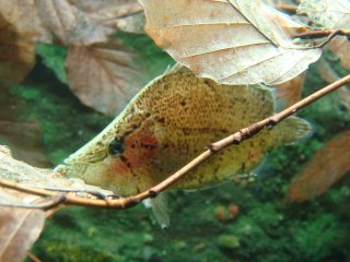 Monocirrhus polyacanthus