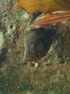 Monocirrhus polyacanthus