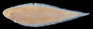 Cynoglossus microlepis