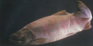 Oncorhynchus gorbuscha