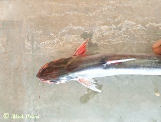 Eutropiichthys vacha