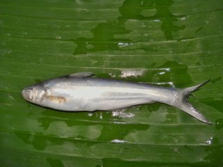 Laides montanus