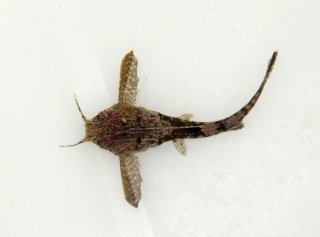 Bunocephalus knerii