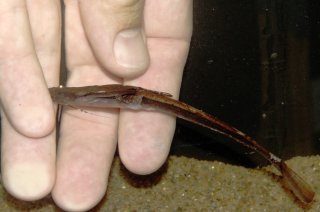 Pterobunocephalus depressus