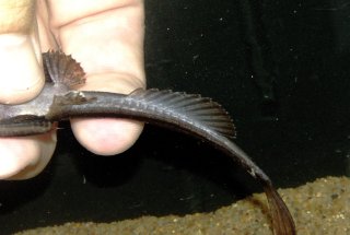 Pterobunocephalus depressus