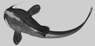 Xyliphius anachoretes