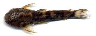 Astroblepus cyclopus