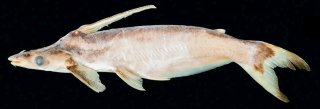 Ageneiosus dentatus