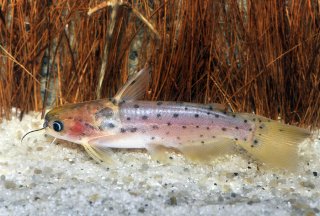 Auchenipterichthys punctatus