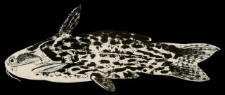 Tatia gyrinus