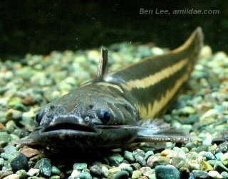 Trachelyopterichthys taeniatus