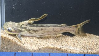 Trachelyopterus fisheri