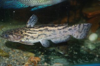 Trachelyopterus lucenai