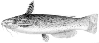 Trachelyopterus striatulus