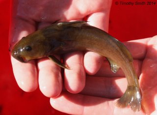 Austroglanis gilli