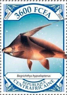 Bagrichthys hypselopterus
