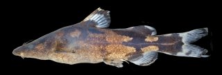 Leiocassis rudicula