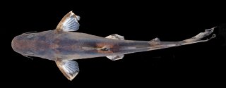 Leiocassis rudicula