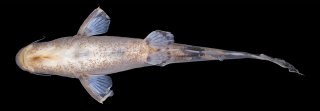 Leiocassis rudicula
