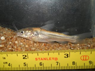 Mystus gulio