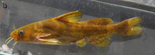 Tachysurus crassilabris