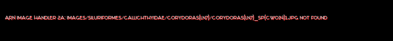 Corydoras (lineage 7) sp. (Cw014)