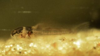 Corydoras(ln8sc1) splendens