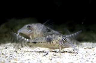 Corydoras fulleri