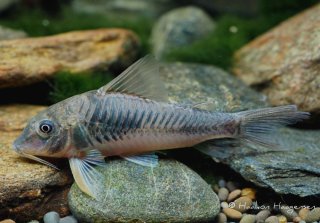 Corydoras fulleri