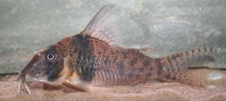 Corydoras orcesi