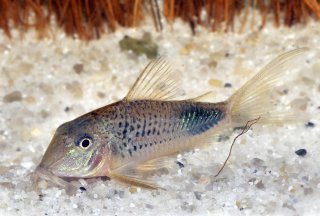 Corydoras ourastigma