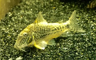 Corydoras sarareensis