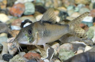 Corydoras simulatus