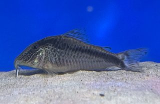 Corydoras sp. (1)