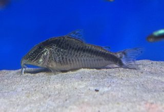 Corydoras sp. (1)