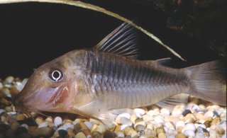 Corydoras treitlii